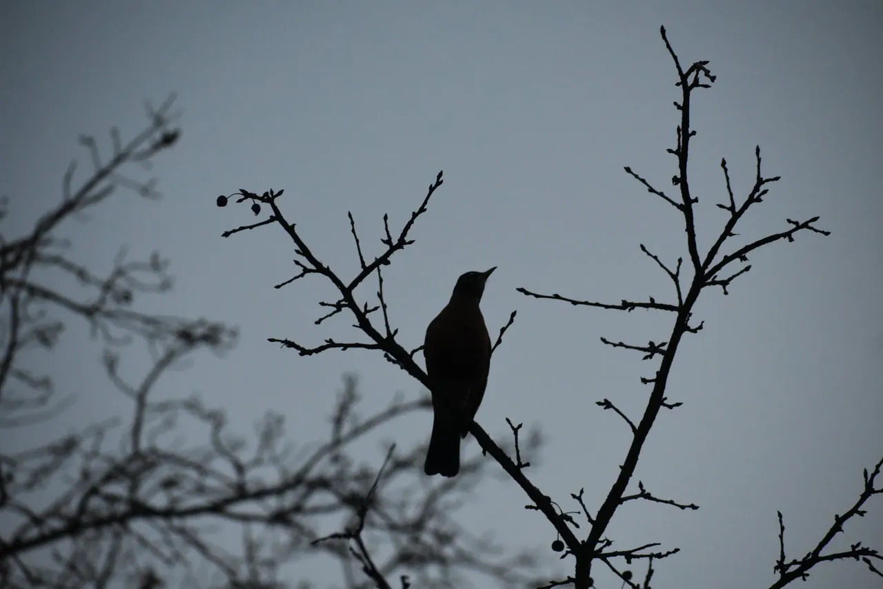 Silhouette of a bird perched on bare winter branches against a gray sky