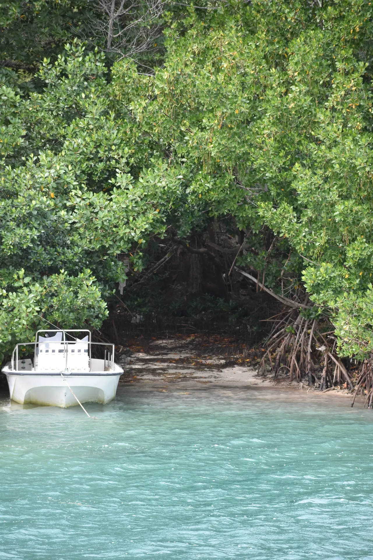 A small boat moored near a mangrove-lined beach opening